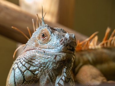 Iguane vert - De Zonnegloed - Refuge pour animaux